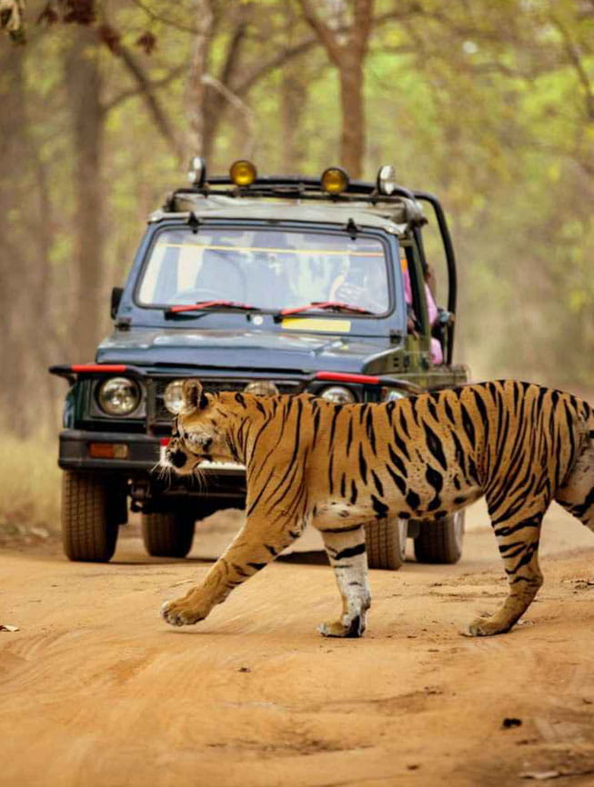 Wild safaris